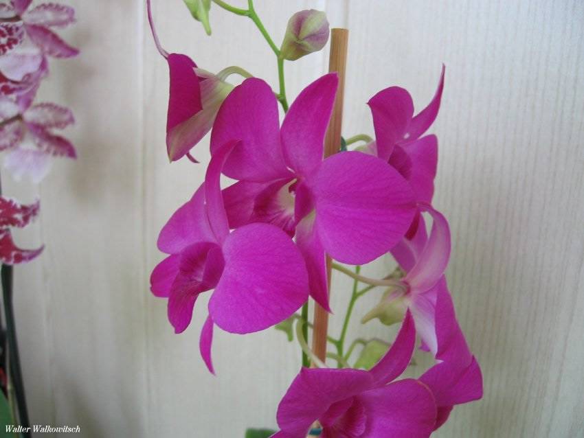 Dendrobium ( Orchideen )